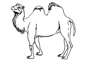 Coloriage enfant simple chameau
