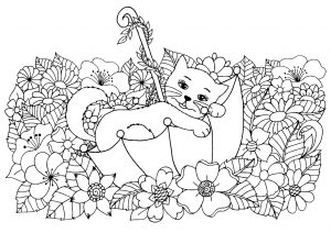 Chat Dans Un Parapluie
