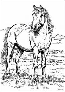 Cheval Simple Et Magnifique