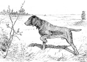 Coloriage de chien de chasse