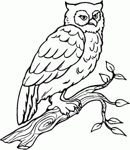 Dessin De Hiboux Gratuit à Télécharger Et Colorier