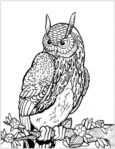 Coloriage De Hiboux à Imprimer Gratuitement