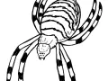 Insectes 2