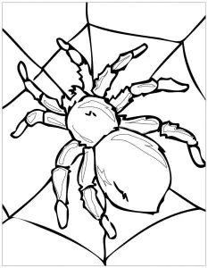 Une grosse araignée sur sa toile !