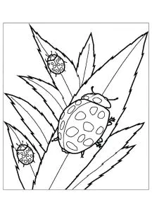 La famille coccinelle sur une feuille.
