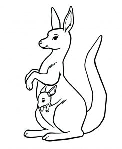 Kangourou Dans La Poche