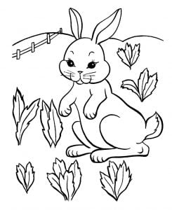 Lapin Dans Un Champ