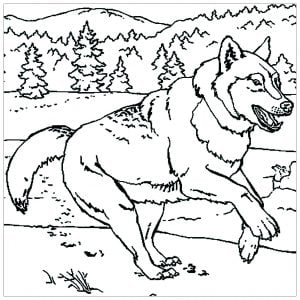 Loup Qui Court