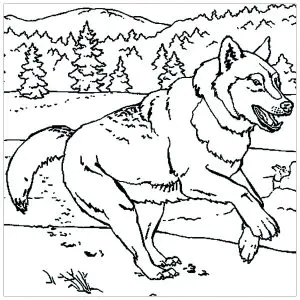 Loup Qui Court