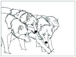 Meute De Loup