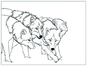 Meute De Loup