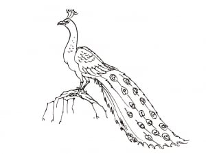 coloriage-oiseaux-3