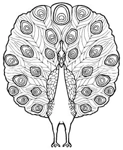 Dessin De Paon Gratuit à Imprimer Et Colorier