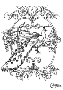 Coloriage De Paon à Imprimer Gratuitement