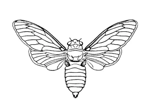 Papillon De Nuit