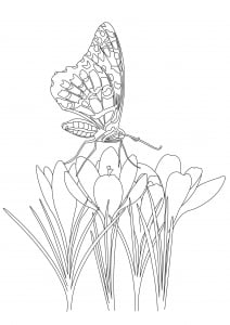 Coloriage joli papillon sur fleurs