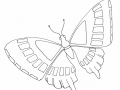 Coloriage De Papillons Gratuit à Colorier
