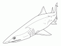 Coloriage de requin à imprimer