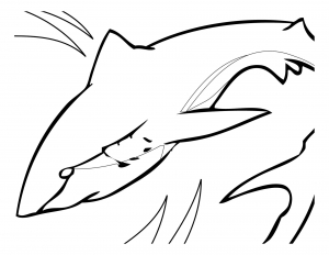 White shark