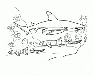 Coloriage de requin à telecharger gratuitement