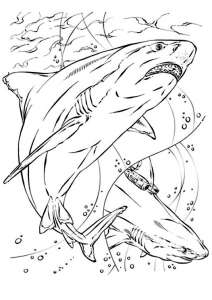 Coloriage de requin à imprimer gratuitement