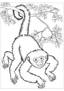 Coloriage De Singe Gratuit à Colorier