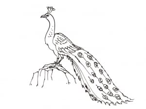 Birds Free To Color For Kids