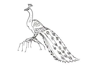 Birds Free To Color For Kids