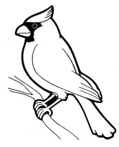 Perched Bird