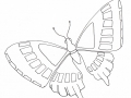 Free butterflies coloring pages