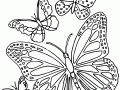 Butterflies image to print and color