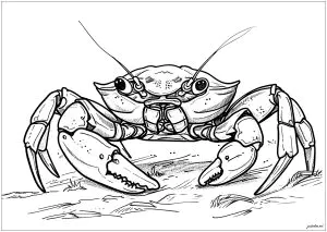 Very realistic crab