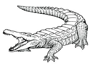 Realistic Crocodile