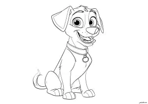 Young Dog With A Nice Collar