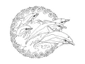 Free Dolphin Coloring Page To Download