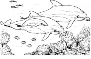 Dolphin Coloring