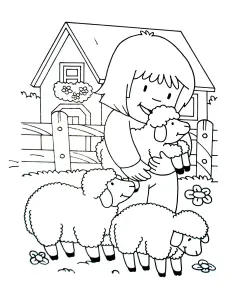 Sheep On The Farm
