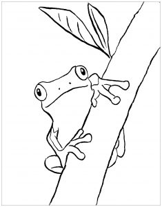 Free frog drawing to print and color