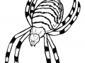 Insects For Children