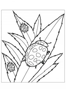 coloring-page-insects-to-print-for-free