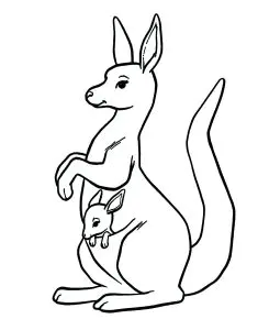 Kangaroo In The Pocket