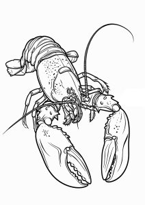 Beautiful lobster to color