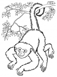 coloring-page-monkeys-to-print-for-free