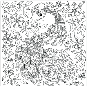 Pretty Peacock