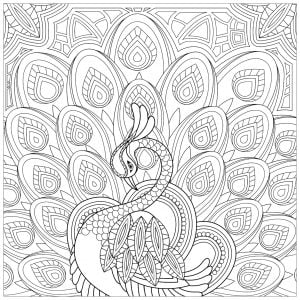 Peacock coloring pages for kids