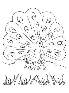 Peacock coloring pages for kids