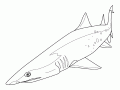 Shark coloring pages to print