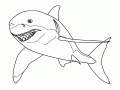 Shark coloring pages for kids