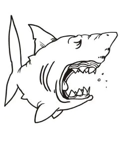 Sleeping Shark