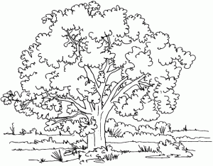 Drawing of a Tree * Coloring for Adults » Зумипик